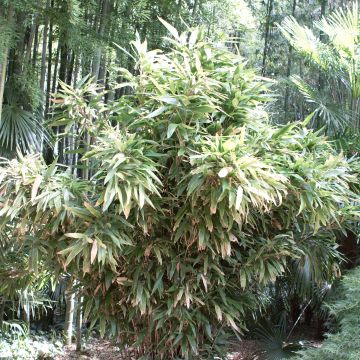 Indocalamus latifolius - Bambus