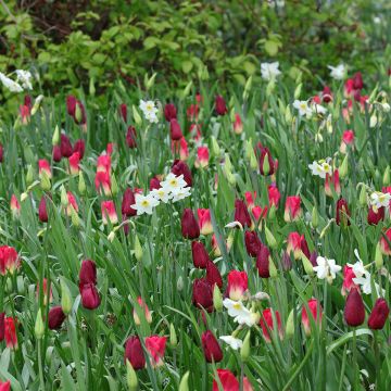 Inspiration Frühlingszwiebeln in Lila, Rot und Weiß