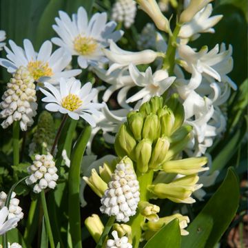 Inspiration für kleine Frühlingszwiebeln mit weißer Blüte