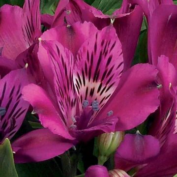 Alstroemeria Inticancha Machu - Lis des Incas