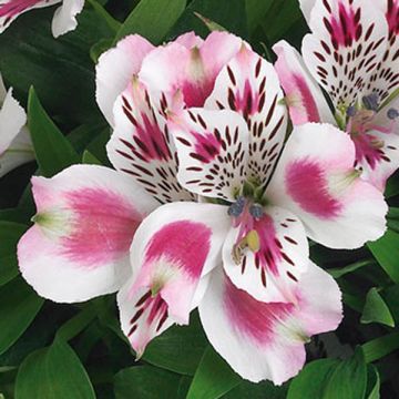 Alstroemeria Inticancha White Pink Blush - Inkalilie