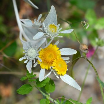 Inula candida subsp.verbascifolia