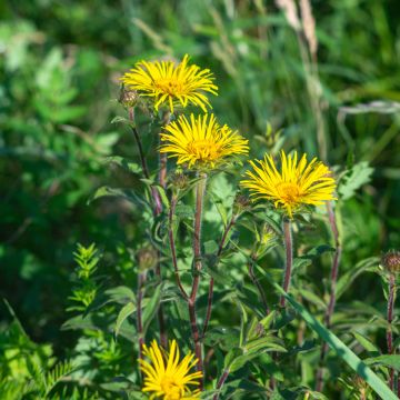 Inula ensifolia - Aunée à feuilles récurvées