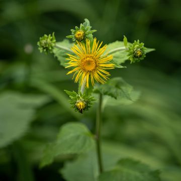 Inula racemosa Sonnenspeer - Aunée 