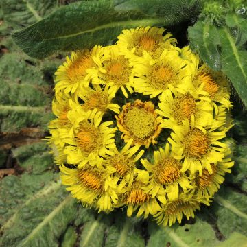 Inula rhizocephala - Alant