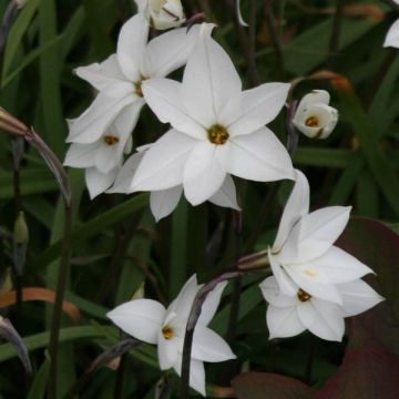 Ipheion uniflorum White Star - Frühlingsstern