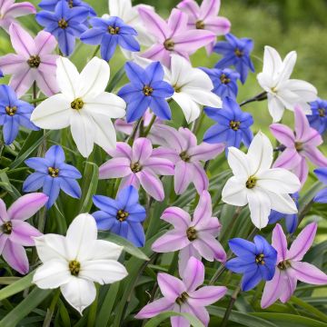 Ipheion uniflorum Mix - Frühlingsstern