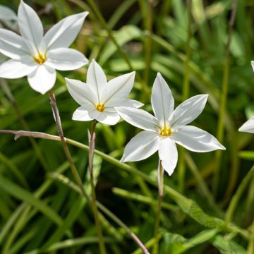 Ipheion uniflorum Alberto Castillo - Etoile de printemps