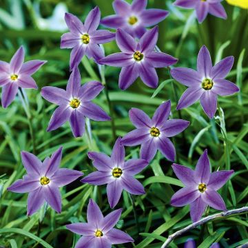 Ipheion uniflorum Froyle Mill - Frühlingsstern