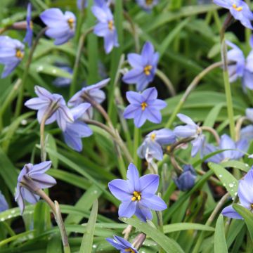 Ipheion uniflorum Jessie - Frühlingsstern