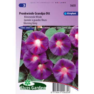 Ipomoea purpurea Grandpa Ott (Samen) - Prunkwinde