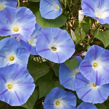 Ipomoea tricolor Heavenly Blue (Samen) - Prunkwinde