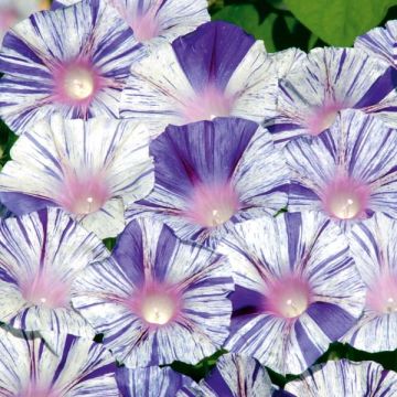 Ipomoea purpurea Venice blue (Samen) - Prunkwinde