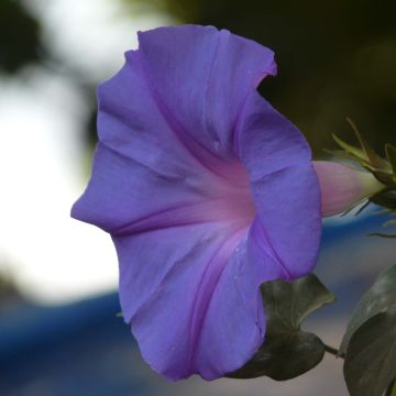 Ipomoea learii - Prunkwinde