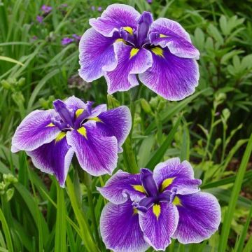 Iris ensata Crystal Halo - Japanische Schwertlilie