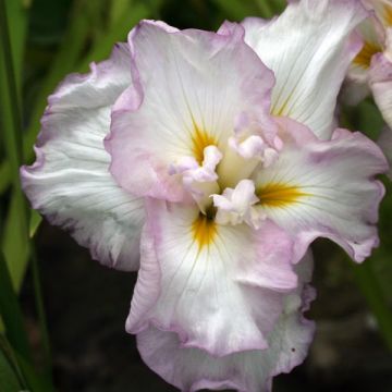 Iris ensata Lady in Waiting - Japanische Schwertlilie