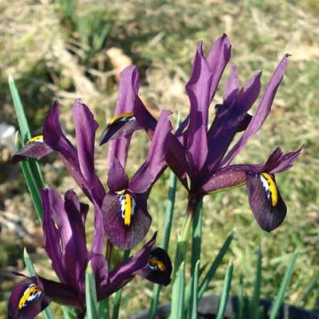 Iris reticulata Dijt - Netzblatt-Schwertlilie