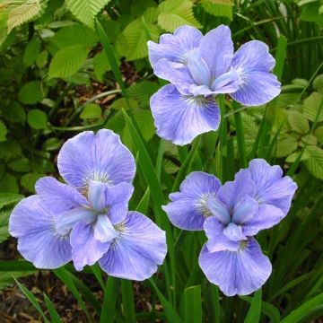 Iris sibirica Dear Delight - Sibirische Schwertlilie