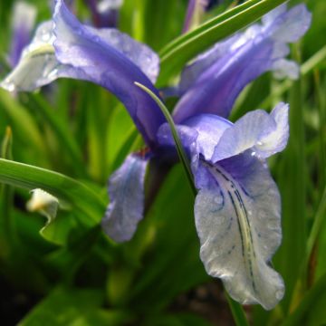 Iris aucheri - Aucher-Schwertlilie