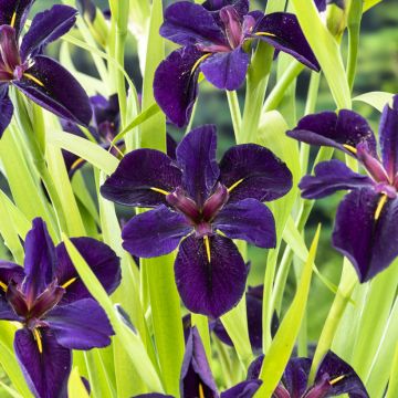 Iris louisiana Black Gamecock - Louisiana-Wasser-Iris