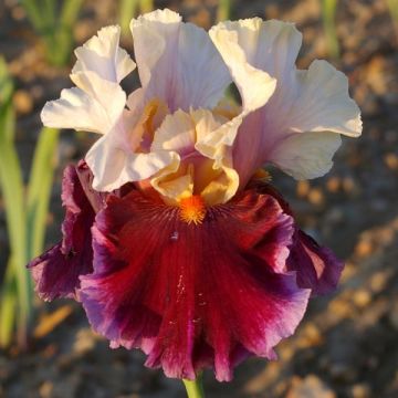 Iris germanica Dance Hall Dandy