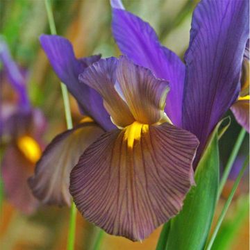 Iris hollandica Eye of the Tiger - Holländische Schwertlilie