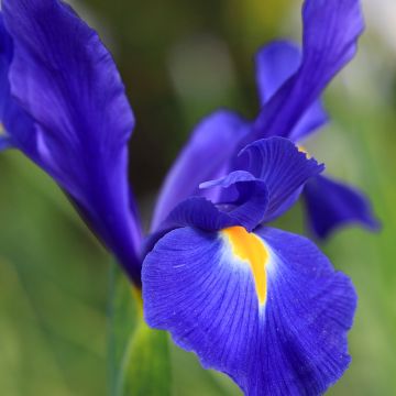 Iris hollandica Professor Blaauw - Holländische Schwertlilie