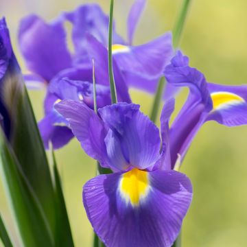 Iris hollandica Sapphire Beauty - Holländische Schwertlilie