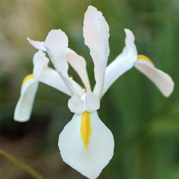 Iris hollandica White Excelsior - Holländische Schwertlilie