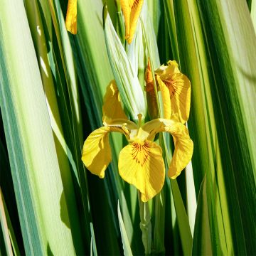 Iris pseudacorus Variegata - Gelbe Sumpf-Schwertlilie