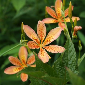 Belamcanda chinensis - Leopardenblume