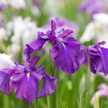 Iris ensata Sea of Amethyst - Japanische Schwertlilie