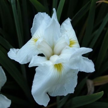 Iris ensata Comtesse de Paris - Japanische Schwertlilie