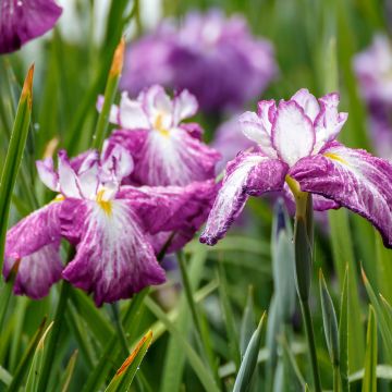 Iris ensata Harlequinesque - Japanische Schwertlilie