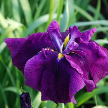 Iris ensata Royal Banner - Japanische Schwertlilie