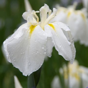 Iris ensata Diamant - Japanische Schwertlilie