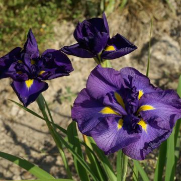 Iris ensata Geisha-Hiskiki - Japanische Schwertlilie