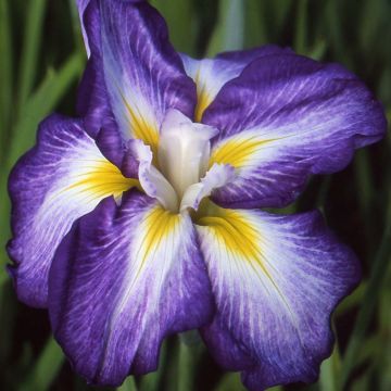 Iris ensata Illumination - Japanische Schwertlilie