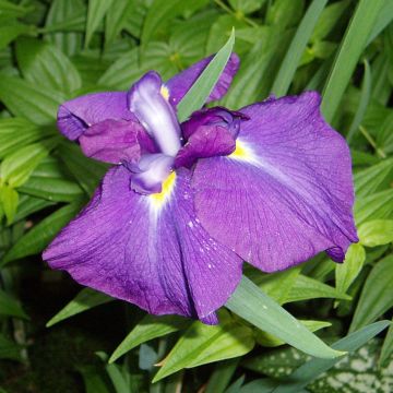 Iris ensata Velvety Queen - Japanische Schwertlilie