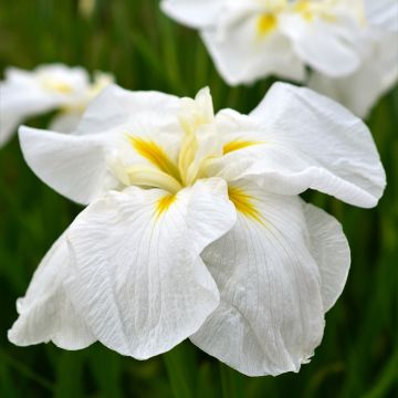 Iris ensata White Ladies - Japanische Schwertlilie