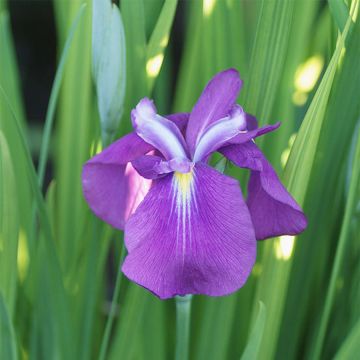 Iris ensata Yezo Nishiki - Japanische Schwertlilie