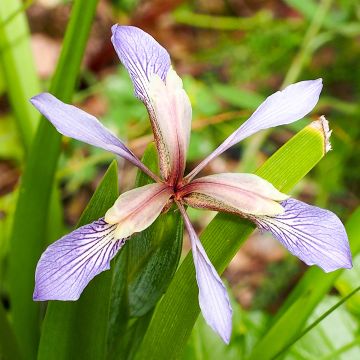 Iris foetidissima - Stinkende Schwertlilie