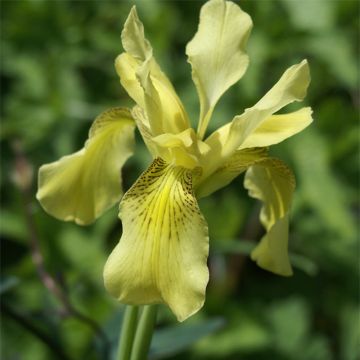 Iris forrestii - Forrest-Schwertlilie