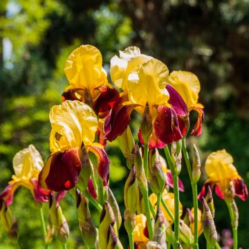 Iris Accent Variegata - Schwertlilie