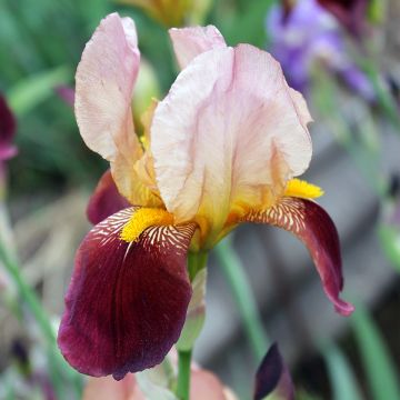 Iris Agrippa - Schwertlilie