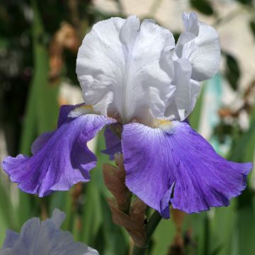 Iris Arpège - Schwertlilie