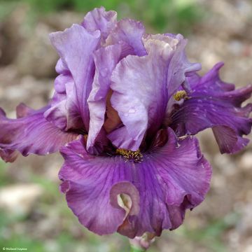 Iris Belle Surprise - Schwertlilie