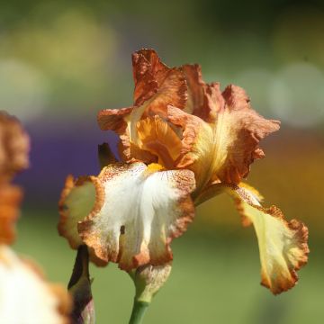 Iris Belvi Queen - Schwertlilie