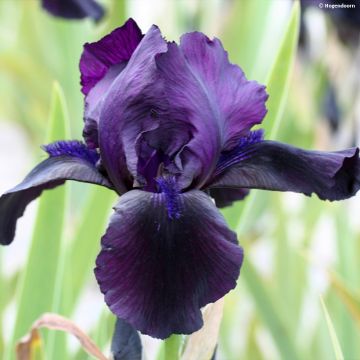 Iris Black Watch - Schwertlilie