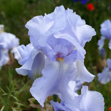 Iris Blue Sapphire - Schwertlilie